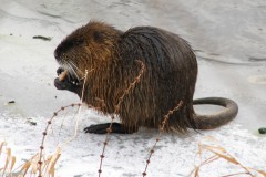 An-der-Saale-am-Gries-3