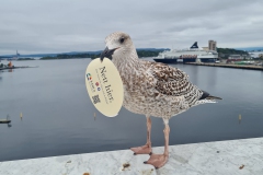 Norwegen, Oslo - Möwe am Hafen